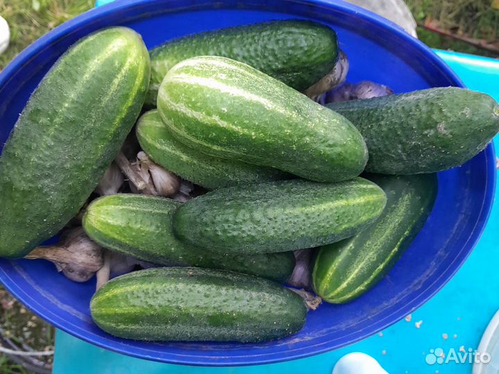 Огурцы