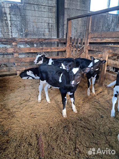 Бычки оптом