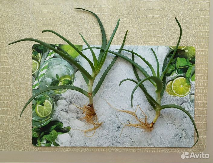 Алоэ лечебный столетник отростки