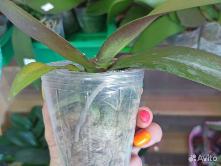 Орхидея фаленопсис