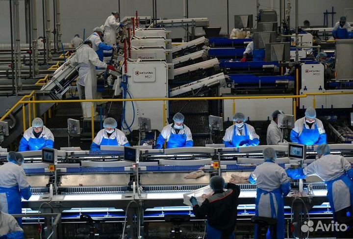 Рыбообработчики вахтовым методом (питание+жильё)