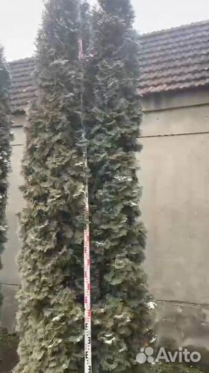 Туя Смарагд крупномер 319см