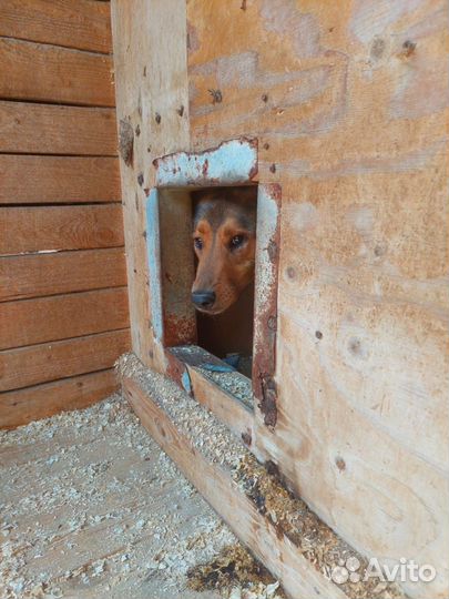 Лобзик-рыжее солнышко ищет дом