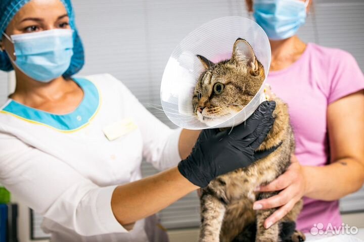 Ветеринарный врач с выездом на дом