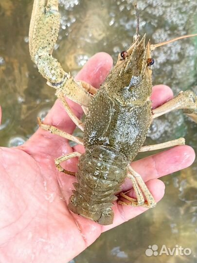 Маныческий Рак, живой и варёный