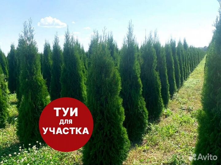 Туя смарагд рост 148,5 см /опт от 51 до 149 шт