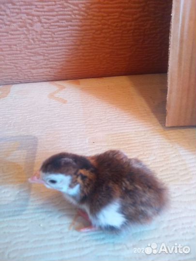 Цесарята,инкубационное яйцо