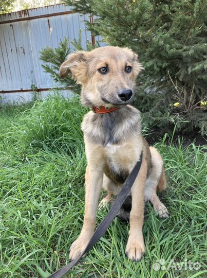 Щенок Райя в добрые руки