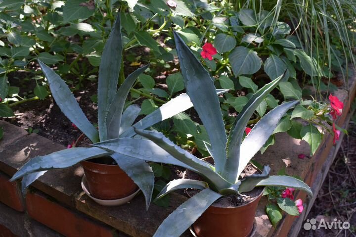 Голубая агава