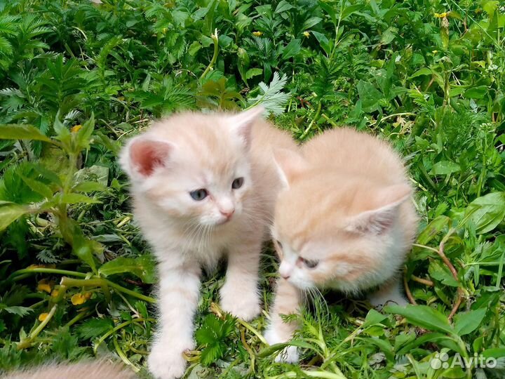 Котята крысоловы