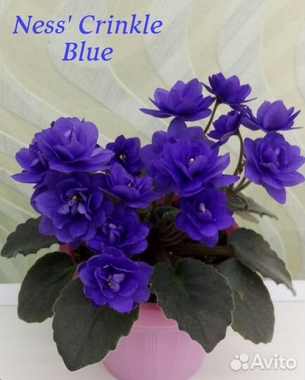 Детки сортовых фиалок