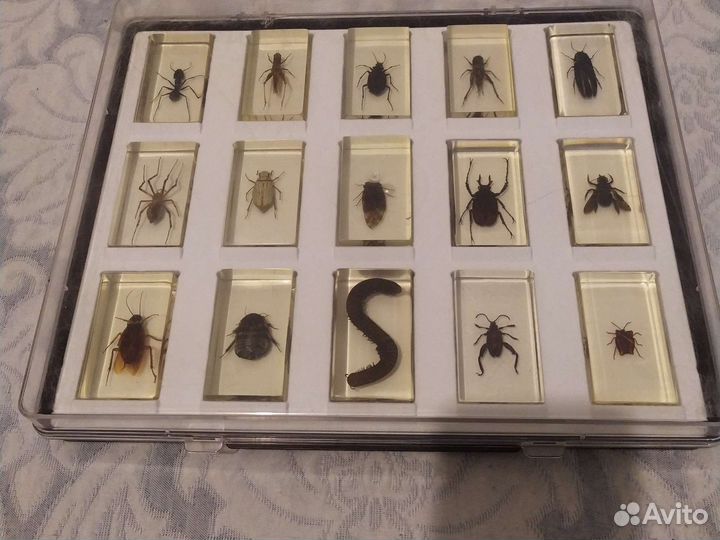 Насекомые жуки