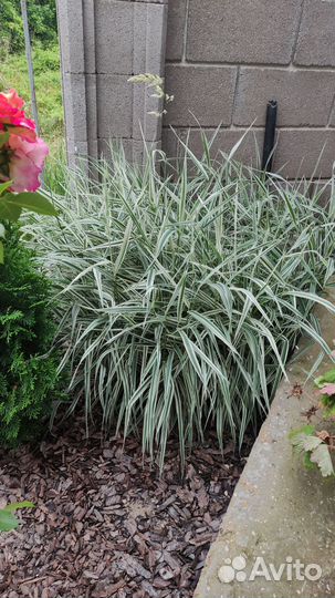 Цветы садовые многолетники