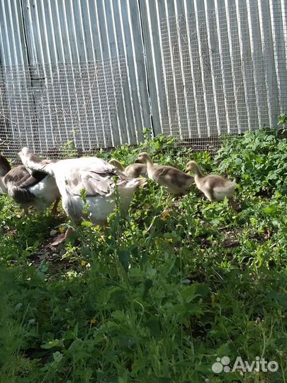 Гуси, индюки