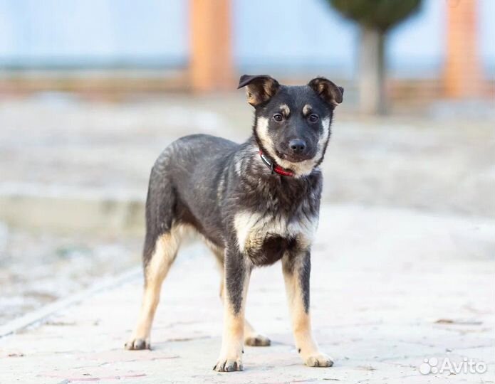 Щенок в добрые руки