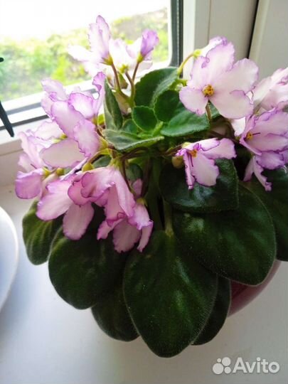 Отростки Фиалки с корешком