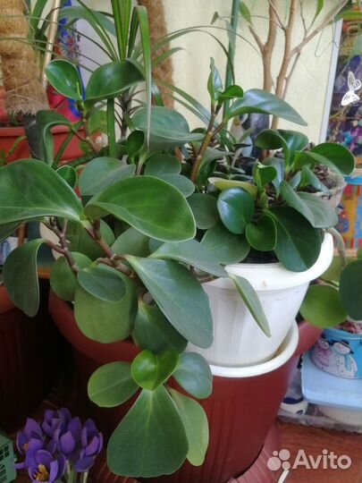 Комнатные цветы