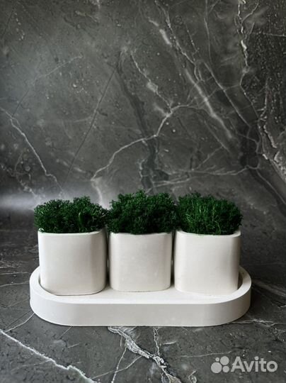 Кашпо со стабилизированным мхом