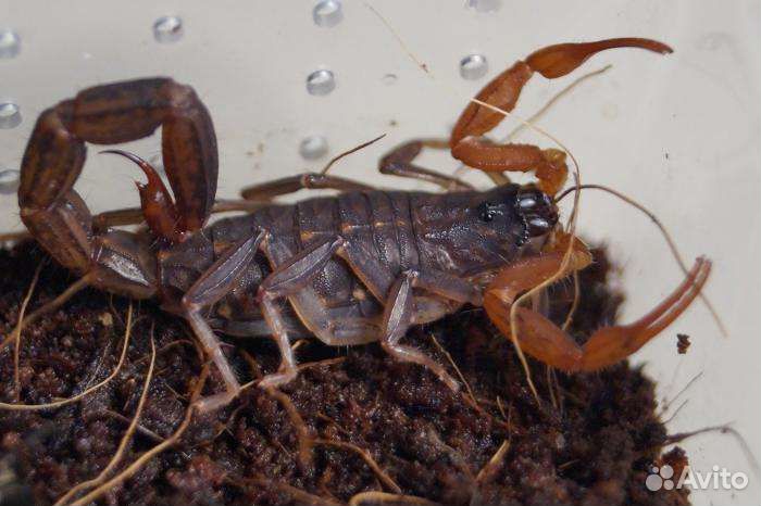 Индийский партеногенетический скорпион