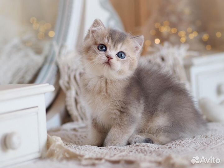 Британский котенок Люкс