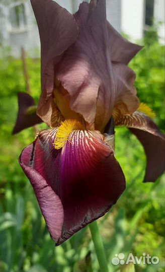 Ирисы бородатые