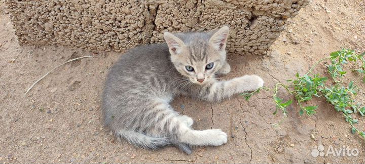 Кошки в добрые руки