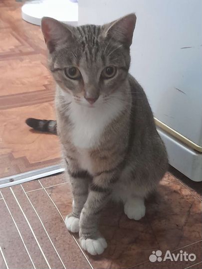 Кошка в дар