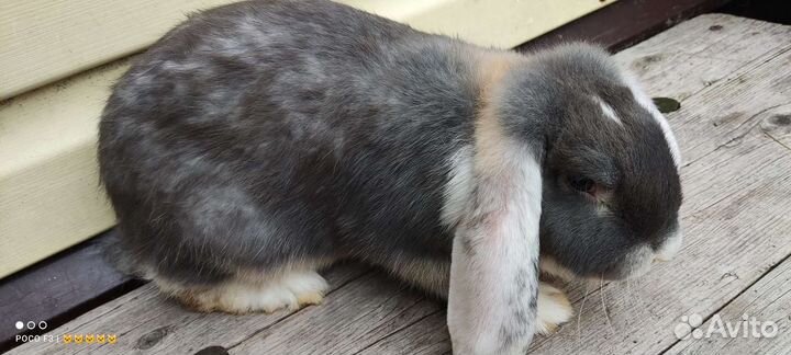 Кролики крупной мясной породы, французский баран