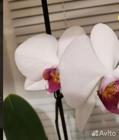 Орхидея
