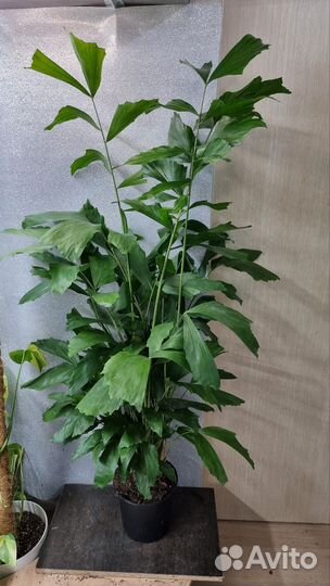 Пальма Кариота 19/130