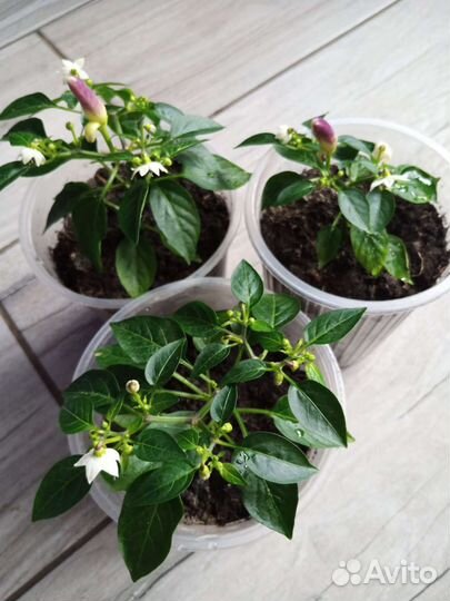 Перчик Эврика