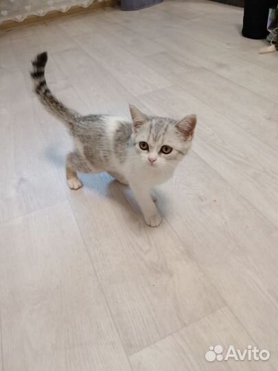 Котенок девочка шотландка