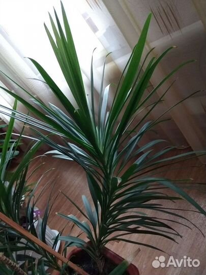 Пальма отросток