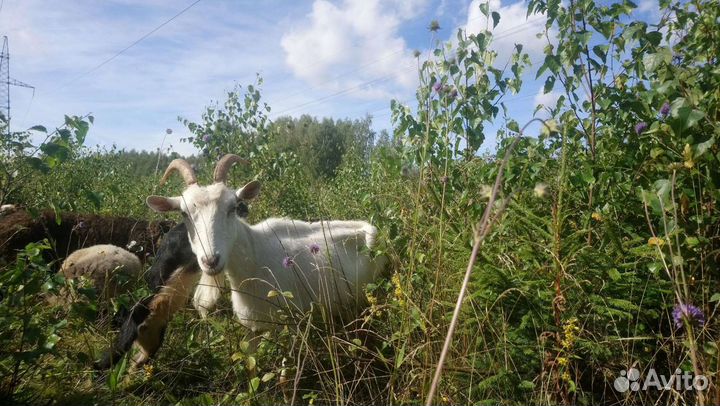 Молоко козье. Бесплатная доставка