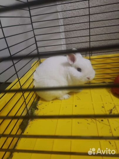 Карликовый кролик