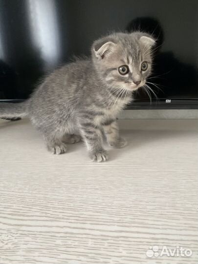 Кошки в добрые руки бесплатно