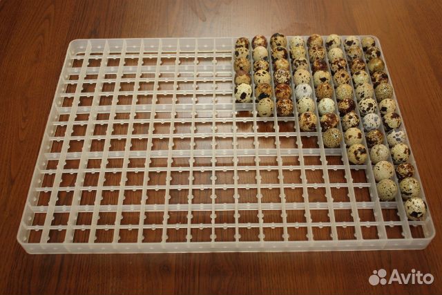 Сотовый лоток для перепелиных яиц