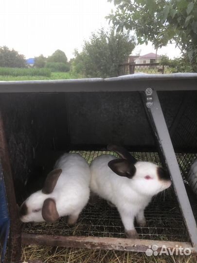 Кролики великаны