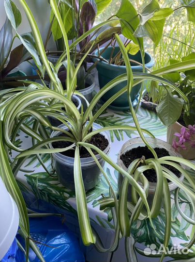 Хлорофитум