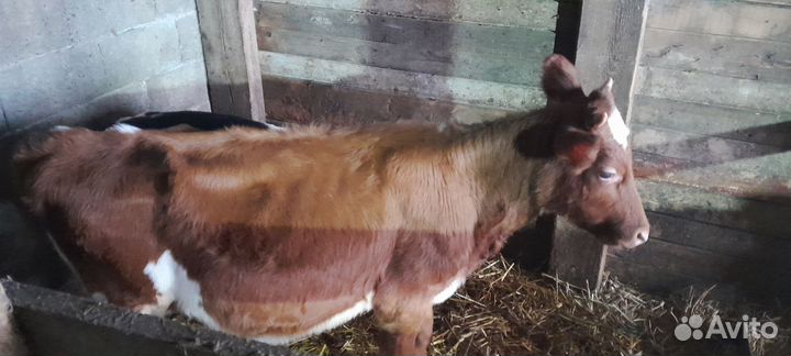 Бычок и тёлочка