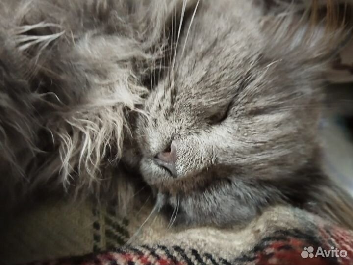 Кот породы Нибелунг