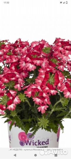 Черенки вегетативной вербены