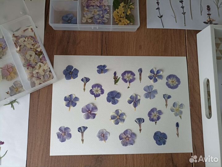 Сухие цветы плоской сушки