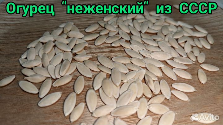 Огурец неженский (семена) СССР