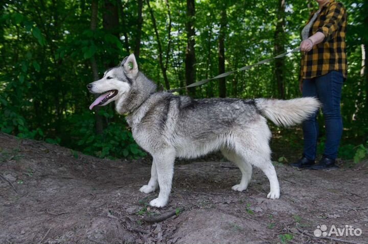 Собака Альфина, около 4 лет, контактная