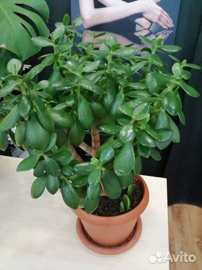 Крассула толстянка