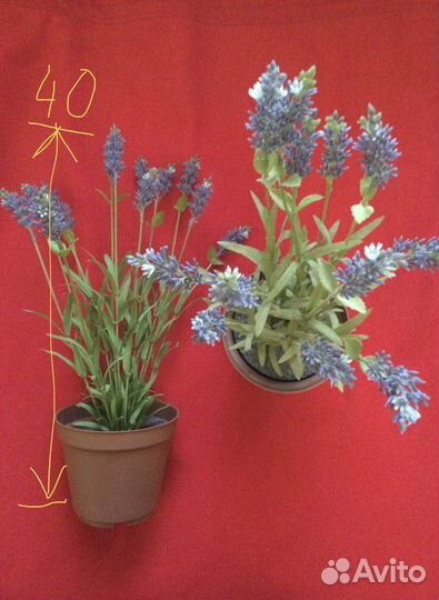 Искусственная Лаванда в горшке икея