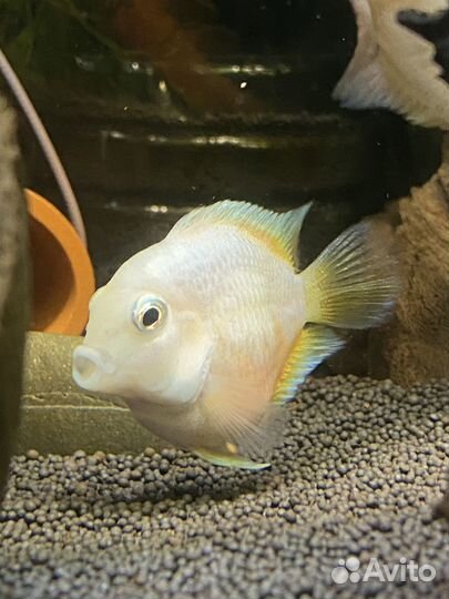 Платиновые попугаи и мальки еллоу