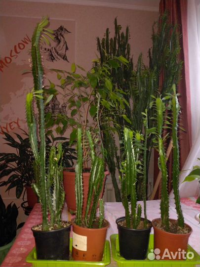 Молочай трехгранный