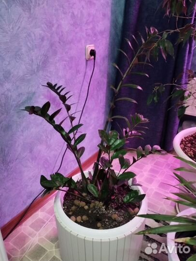 Замиокулькас